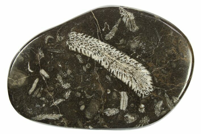 Polished Devonian Fossil Coral and Bryozoan Plate - Morocco #273149